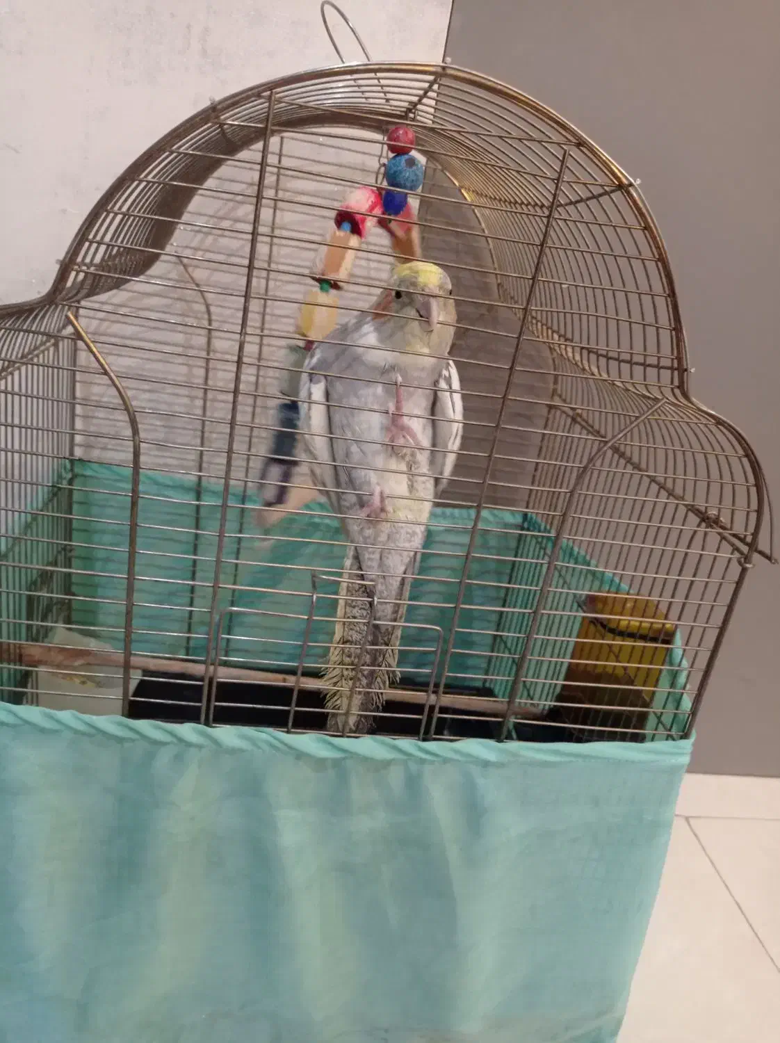 عروس هلندی|پرنده|تهران, وصفنارد|دیوار