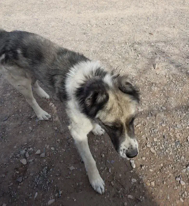 سگ نگهبان|سگ|مشهد, چهاربرج|دیوار