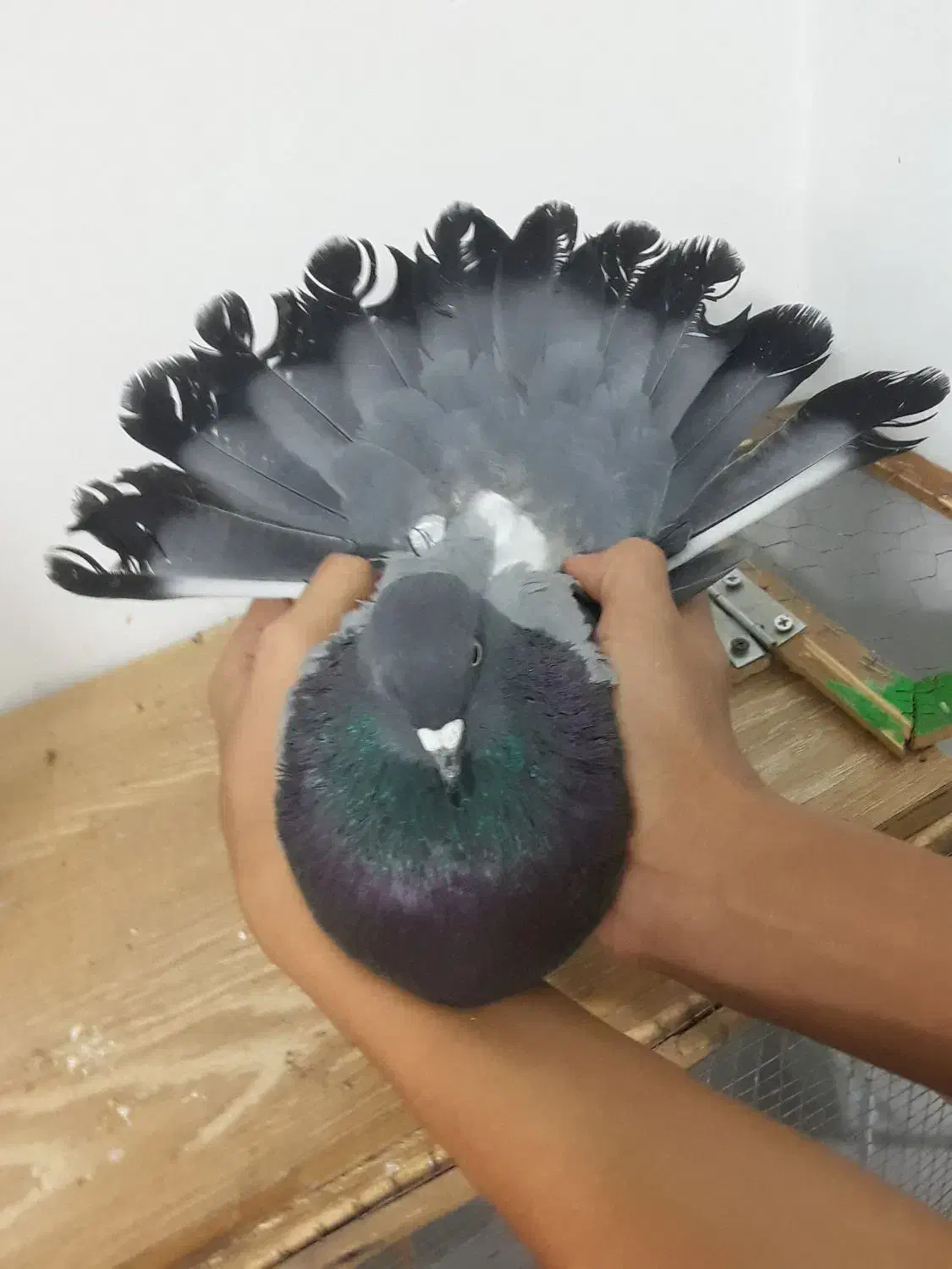 کفتر نر|پرنده|برخوار, |دیوار