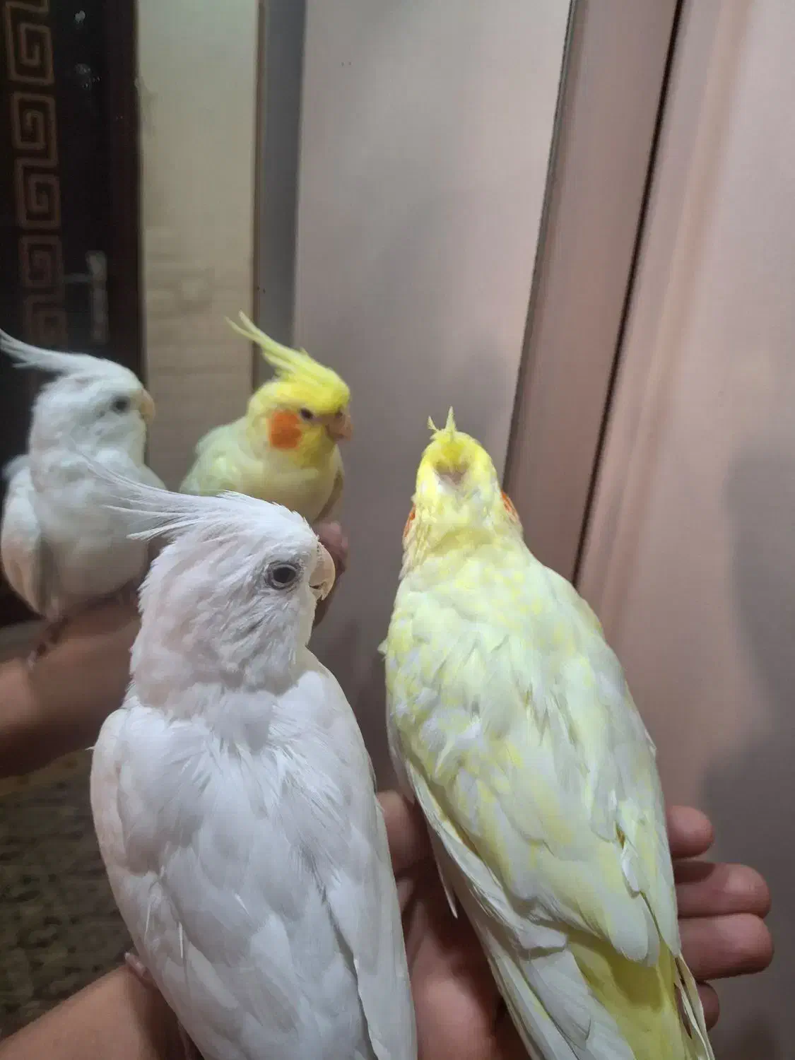 طوطی عروس هلندی لوتینو و البینو|پرنده|رشت, کوی مهر|دیوار