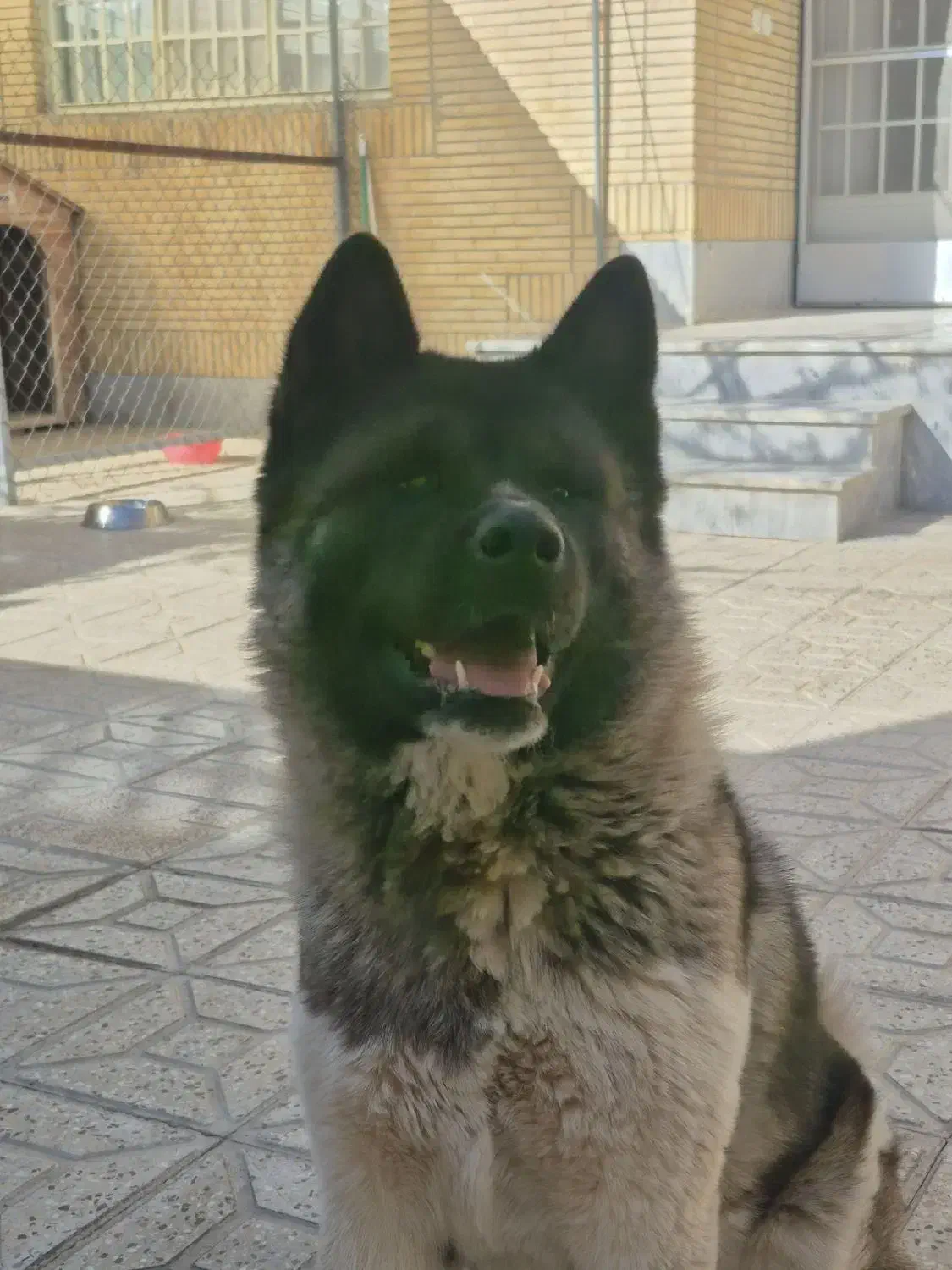 American Akita|سگ|شاهین‌شهر, فدک|دیوار