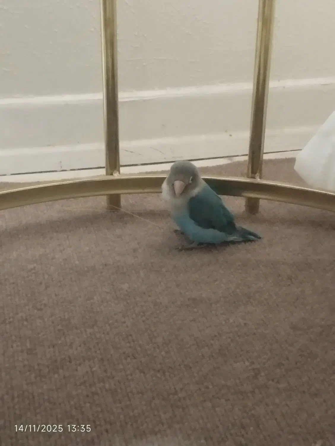 کوتوله برزیلی|پرنده|فولادشهر, C1|دیوار