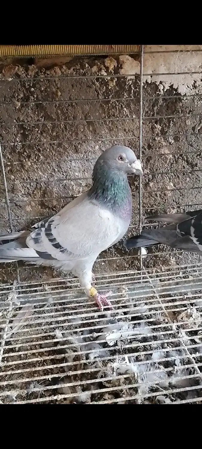 کفتر فروشی|پرنده|یزد, |دیوار