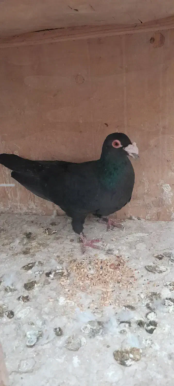 کبوتر زاغ کرمانی نر مست غریبگیری|پرنده|پاکدشت, حصار امیر|دیوار