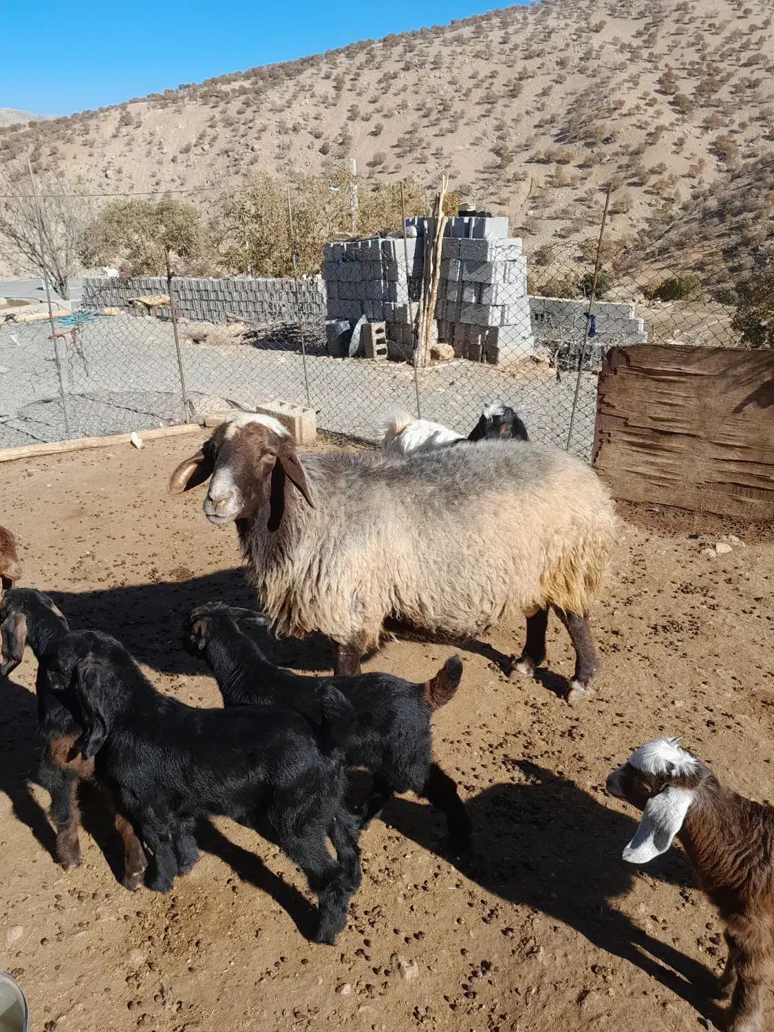 قوچ فروشی داشتی درجه یک|حیوانات مزرعه|سرپل ذهاب, |دیوار