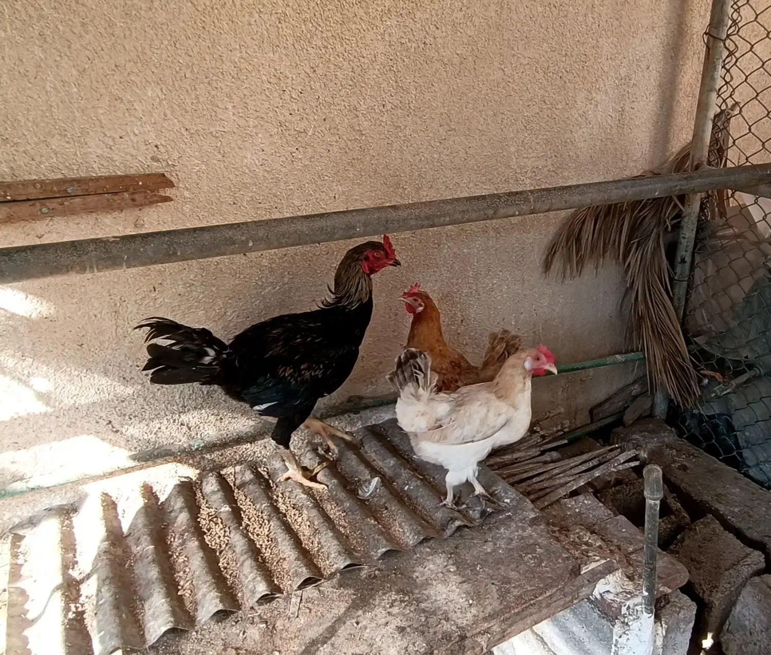 تخم مرغ لاری و محلی نطفهدار|حیوانات مزرعه|خورموج, |دیوار