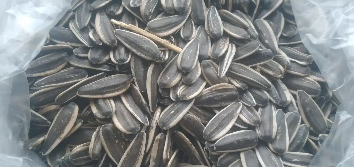 تخمه کانادای|خوردنی و آشامیدنی|موچش, |دیوار