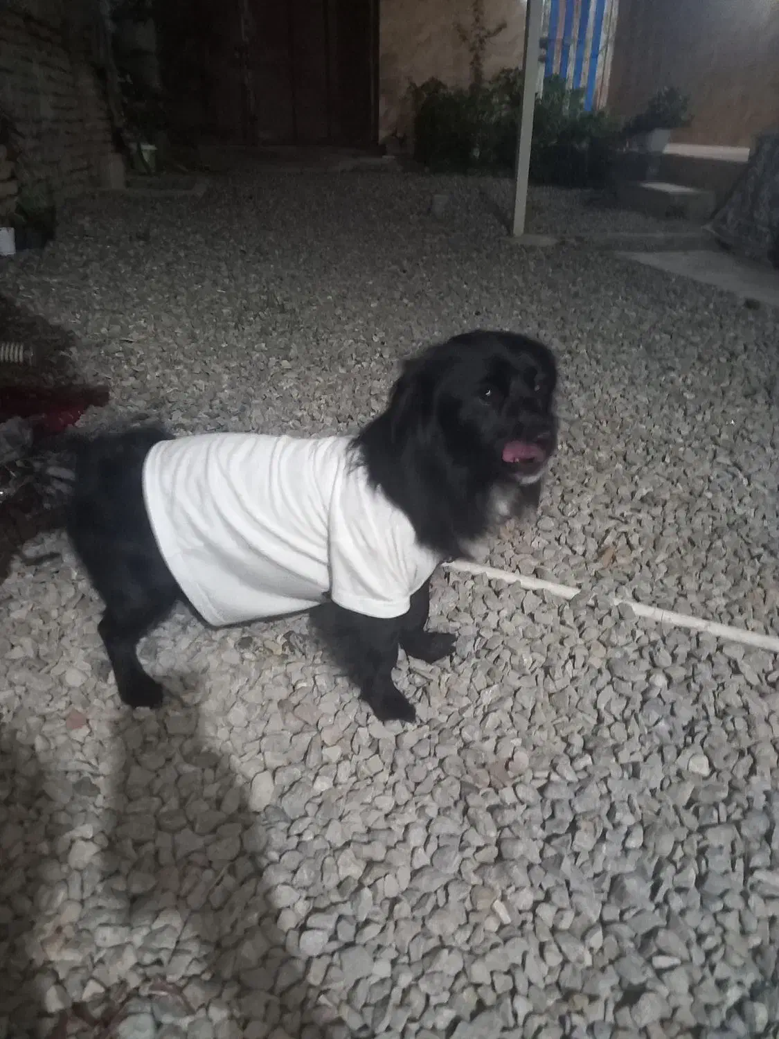 سگ اشپیتز نر ۸ ماهه|سگ|گرگان, |دیوار