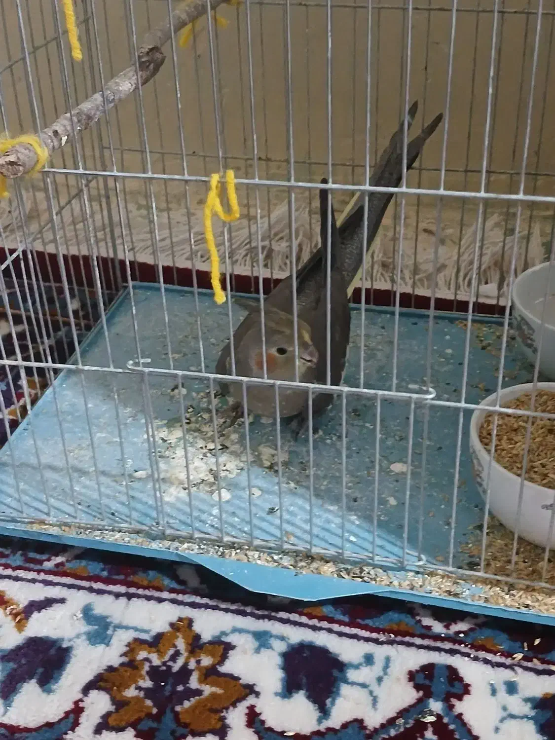 عروس هلندی دستی|پرنده|نمین, |دیوار