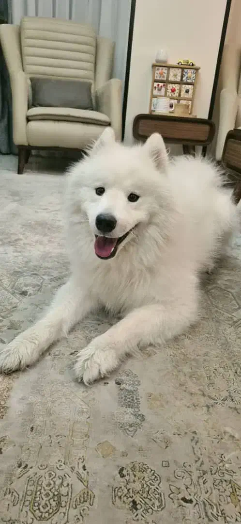 ساموئید نر اصیل جهت جفت گیری با ساموئید ماده شما|سگ|کرج, شهرک بنفشه|دیوار