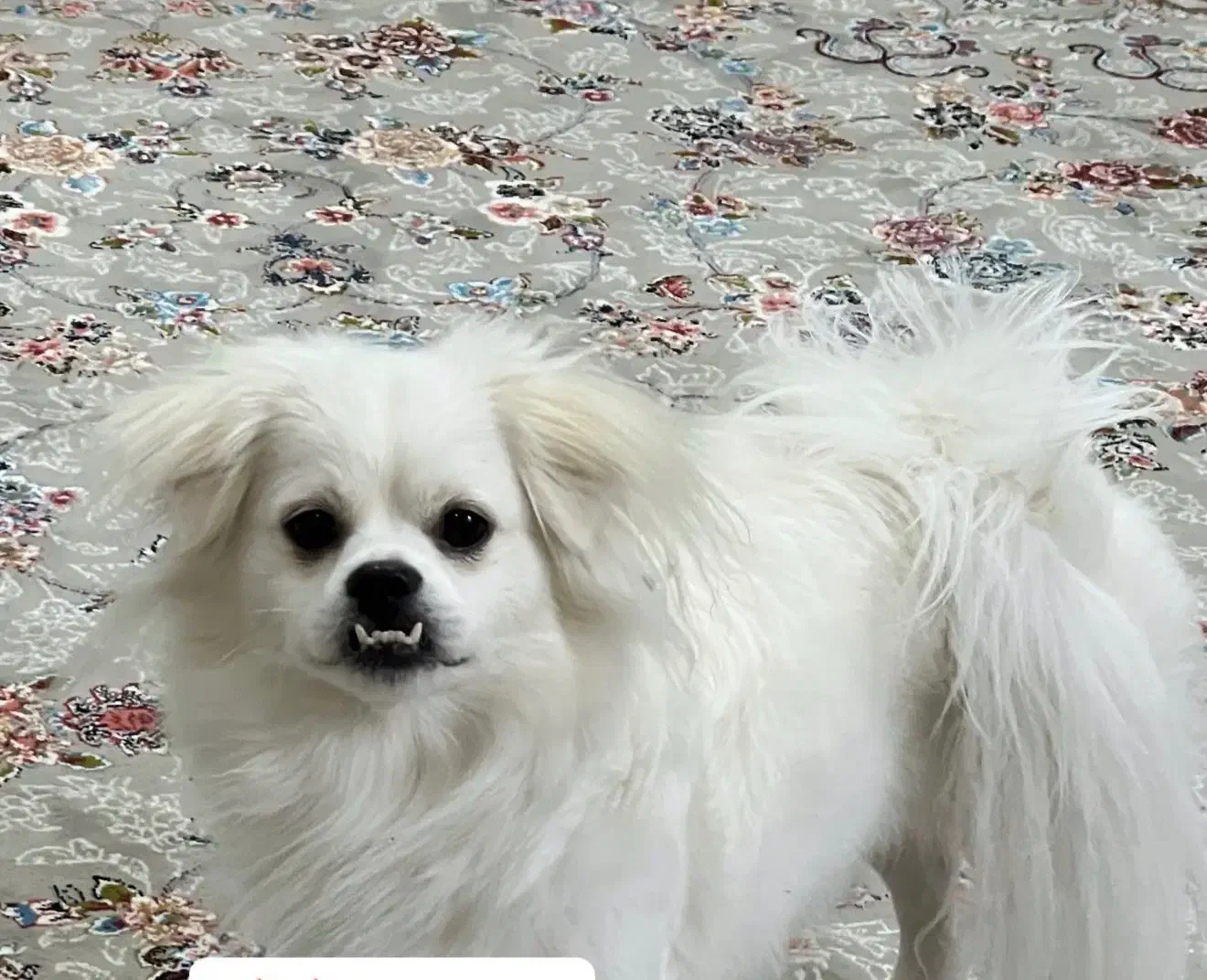 سگ گمشده|سگ|فردیس, شهرک راه آهن|دیوار