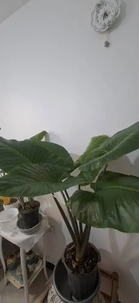 گل بابا ادم|گل و گیاه طبیعی|تهران, افسریه جنوبی|دیوار