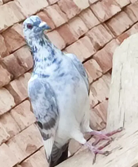 چند عدد کبوتر مسافتی سرحال|پرنده|پارسآباد, |دیوار