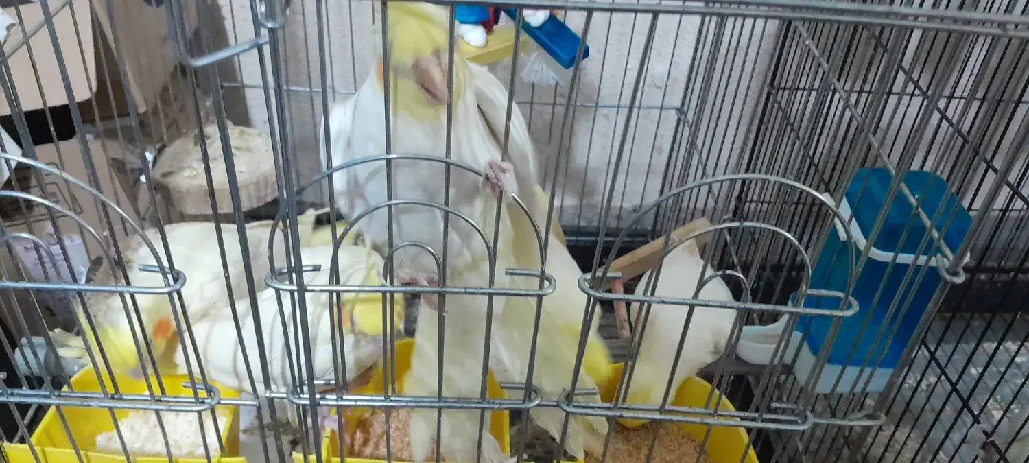 عروس هلندی دستی و رام|پرنده|تهران, والفجر (افسریه)|دیوار