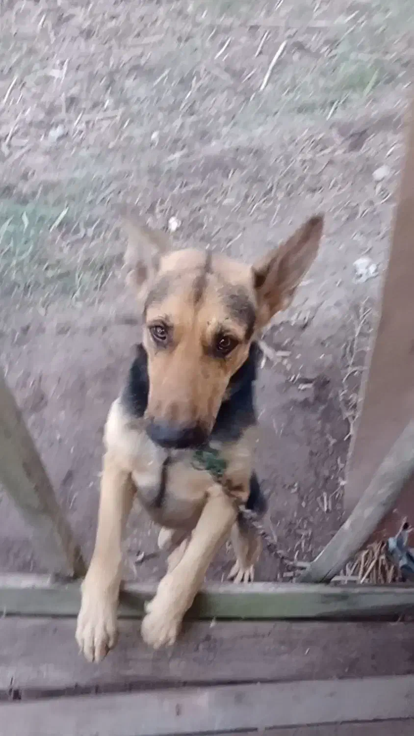 سگ ژرمن|سگ|چاف و چمخاله, |دیوار