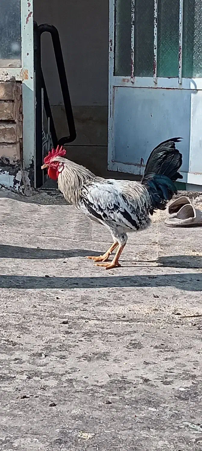 سه عدد خروس گلین|حیوانات مزرعه|برخوار, |دیوار