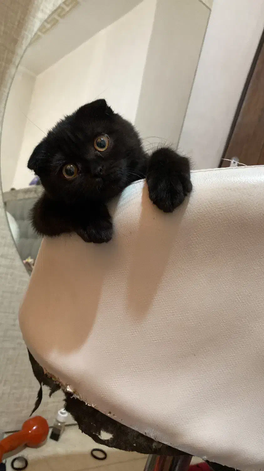 اسکاتیش|گربه|بندرعباس, |دیوار