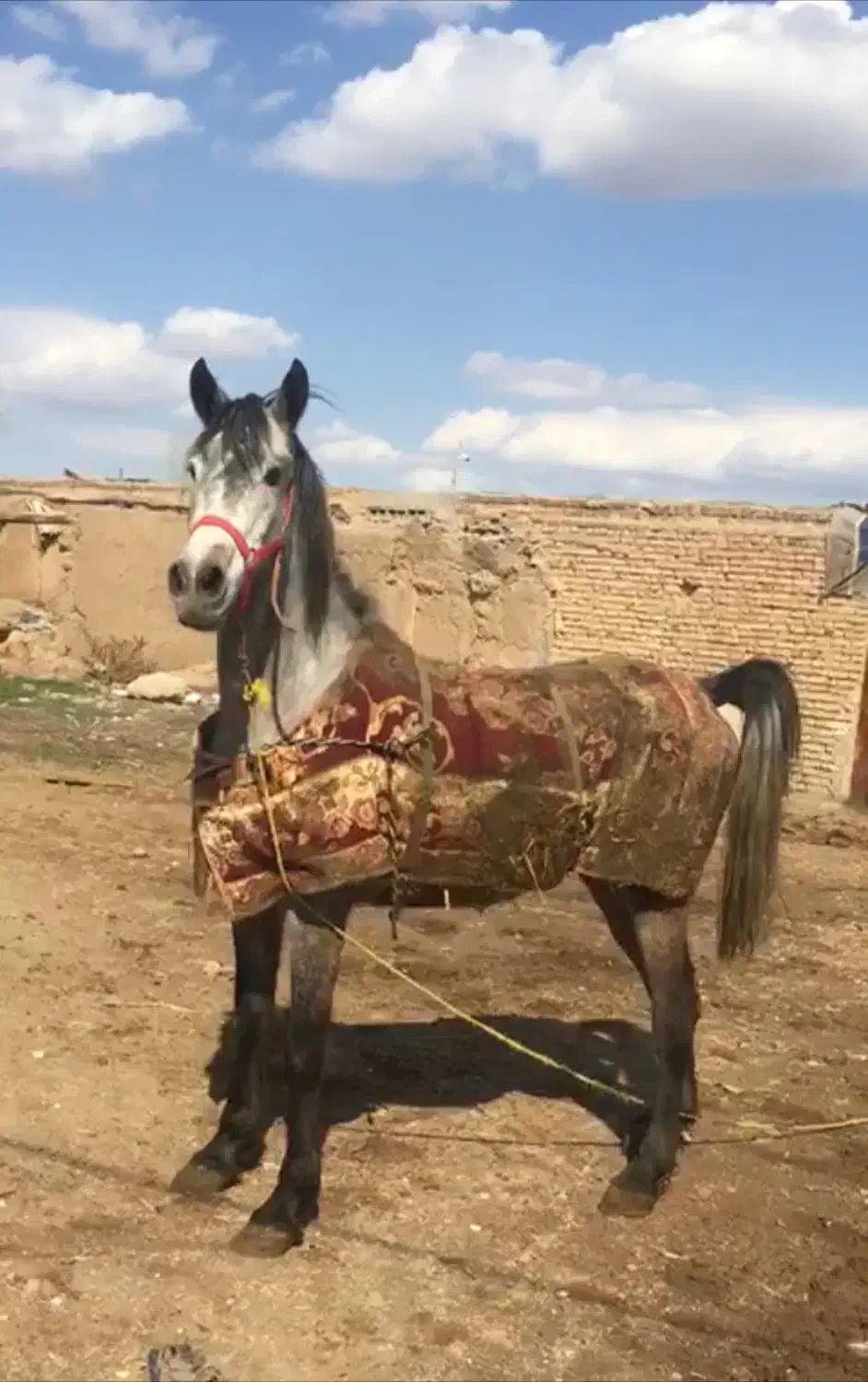 برکت میشود|اسب و تجهیزات اسبسواری|الوند, |دیوار