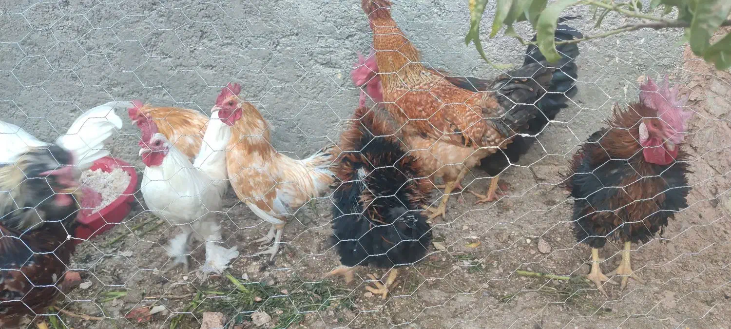 خروس زینتی و خانگی|حیوانات مزرعه|مهریز, |دیوار