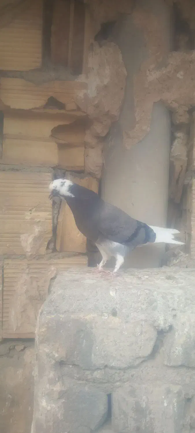 کبوتر|حیوانات|قم, سراجه (۱۵ خرداد)|دیوار