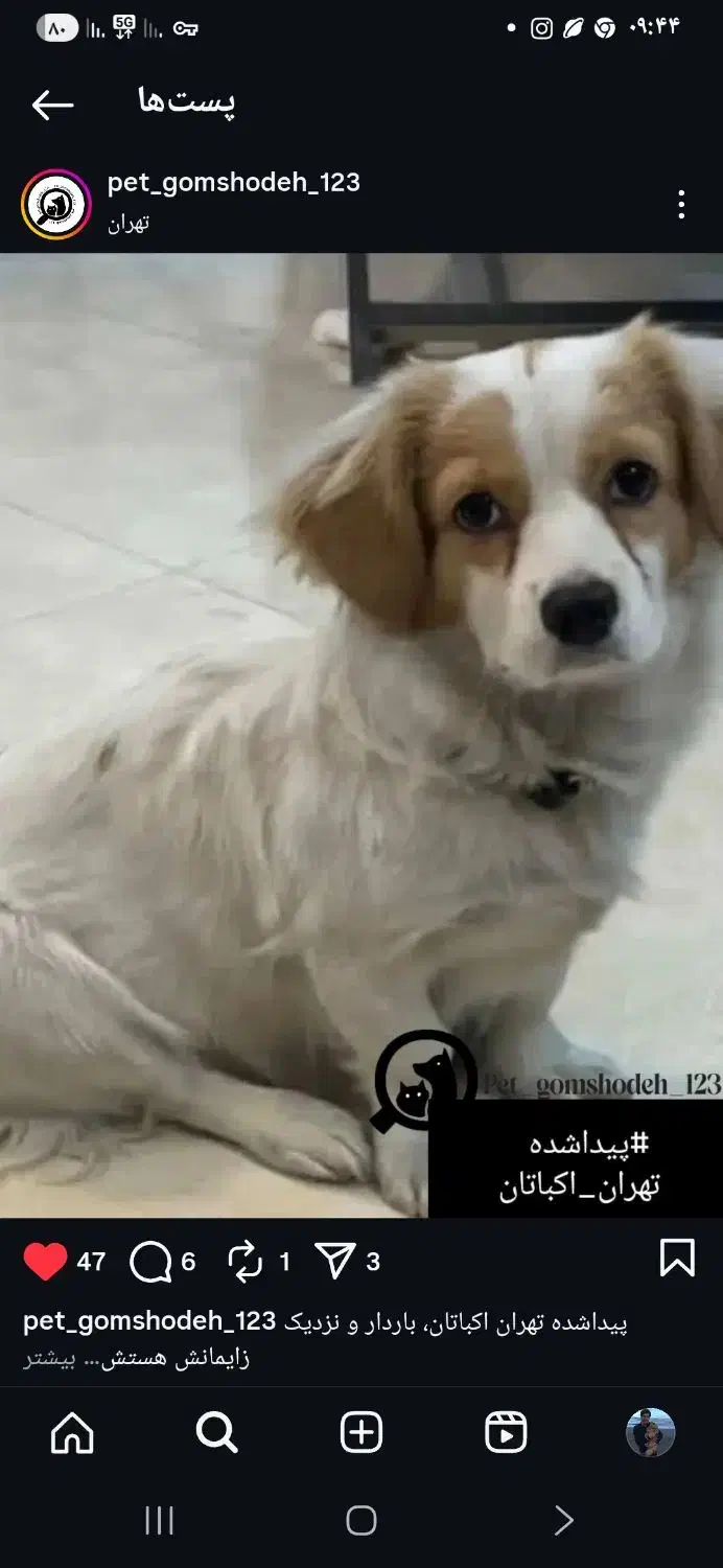 دزدی سگ و حادثه بیمارستان|سگ|پردیس, فاز ۴|دیوار