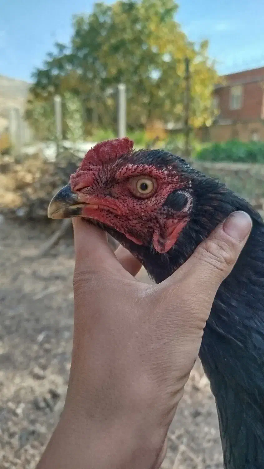 خروس لاری|حیوانات مزرعه|خاو و میرآباد, |دیوار