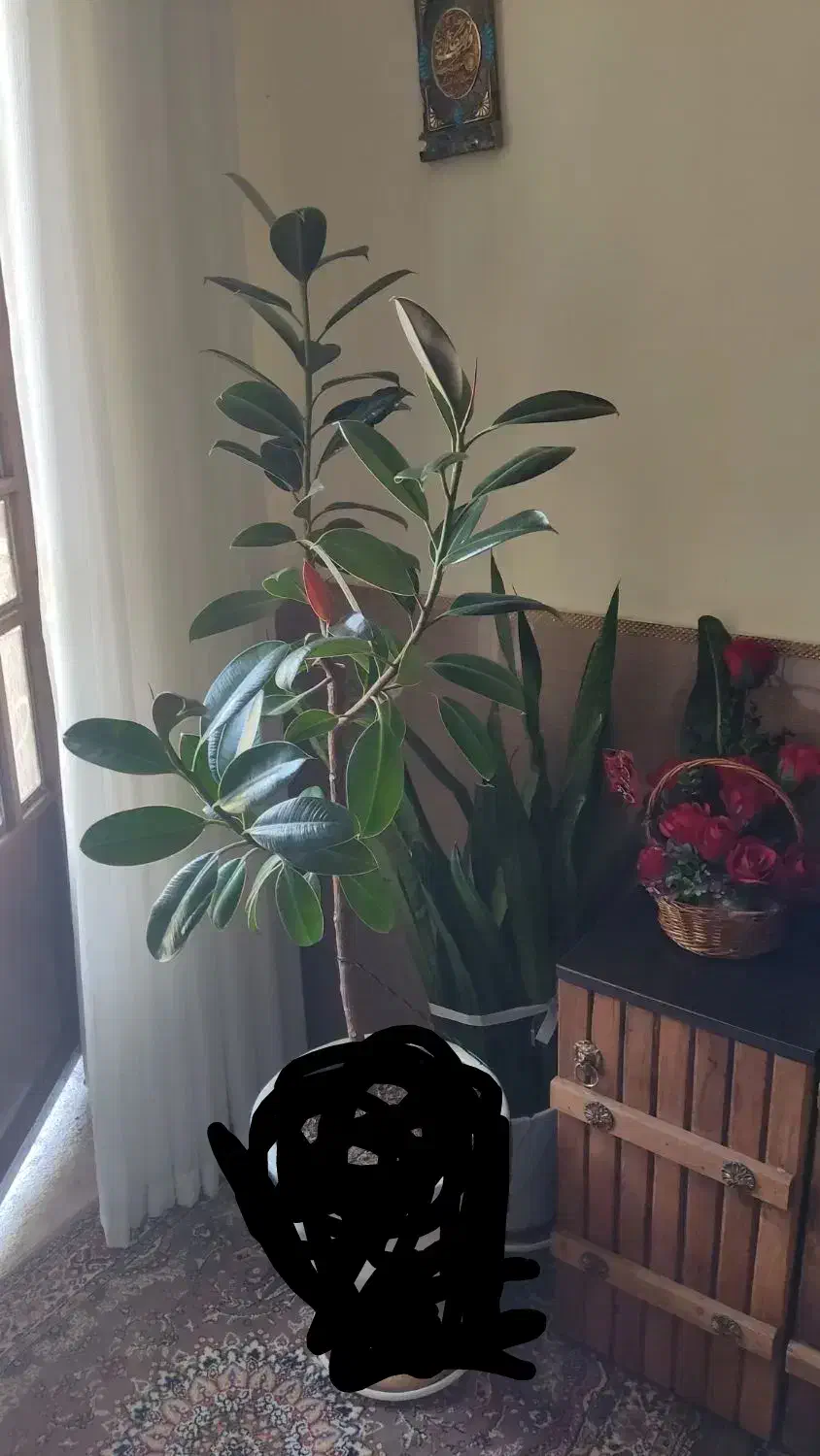 گل طبیعی|گل و گیاه طبیعی|کازرون, |دیوار