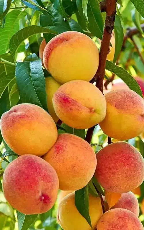 باغ|فروش دفتر صنعتی، کشاورزی، تجاری|سی‌سخت, |دیوار