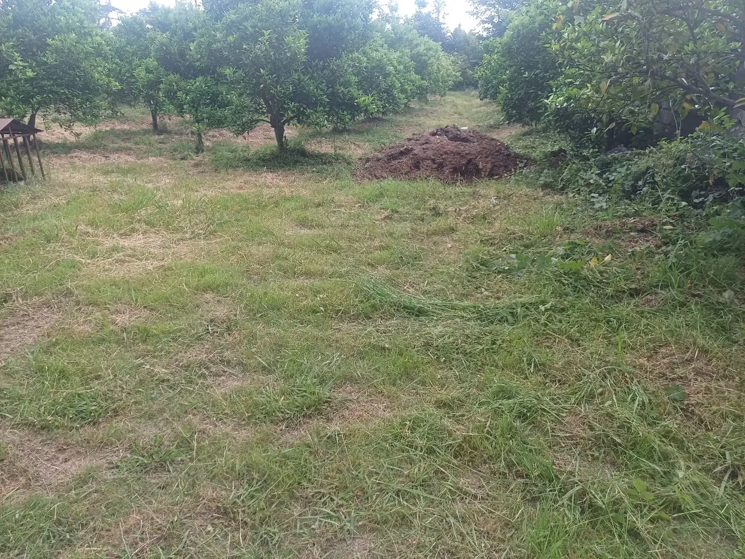 خدمات باغچه شامل هرس سمپاشی علف تراشی نگهداری باغ|خدمات باغبانی و درختکاری|نوشهر, |دیوار