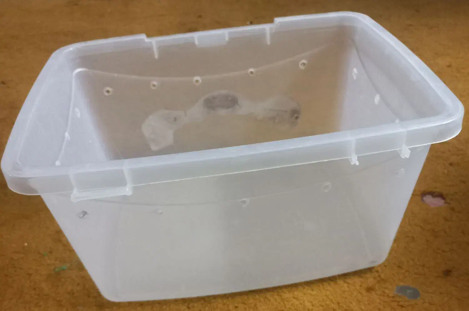 باکس حلزون|لوازم جانبی حیوانات|قم, حاج زینل|دیوار