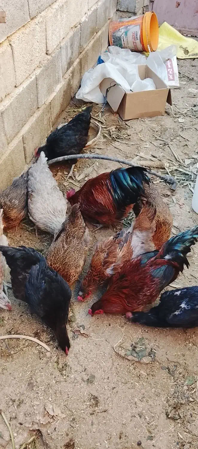 ۲ خروس|حیوانات مزرعه|شاهرود, |دیوار