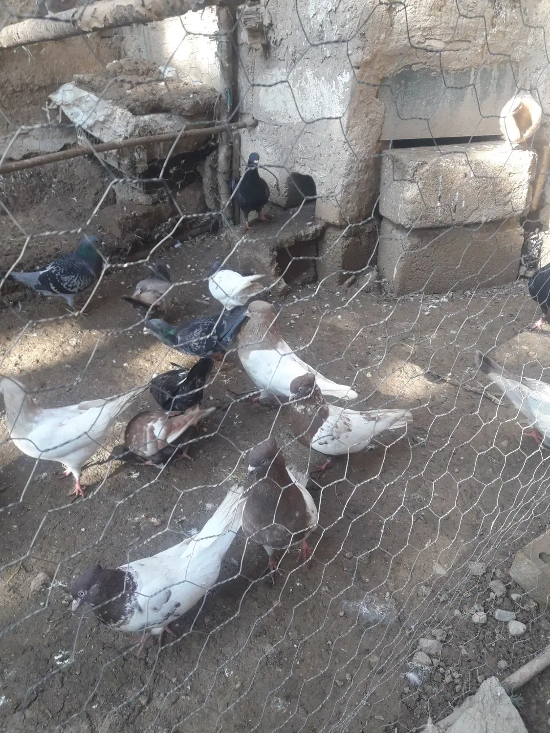 کفتر|پرنده|سملقان, |دیوار