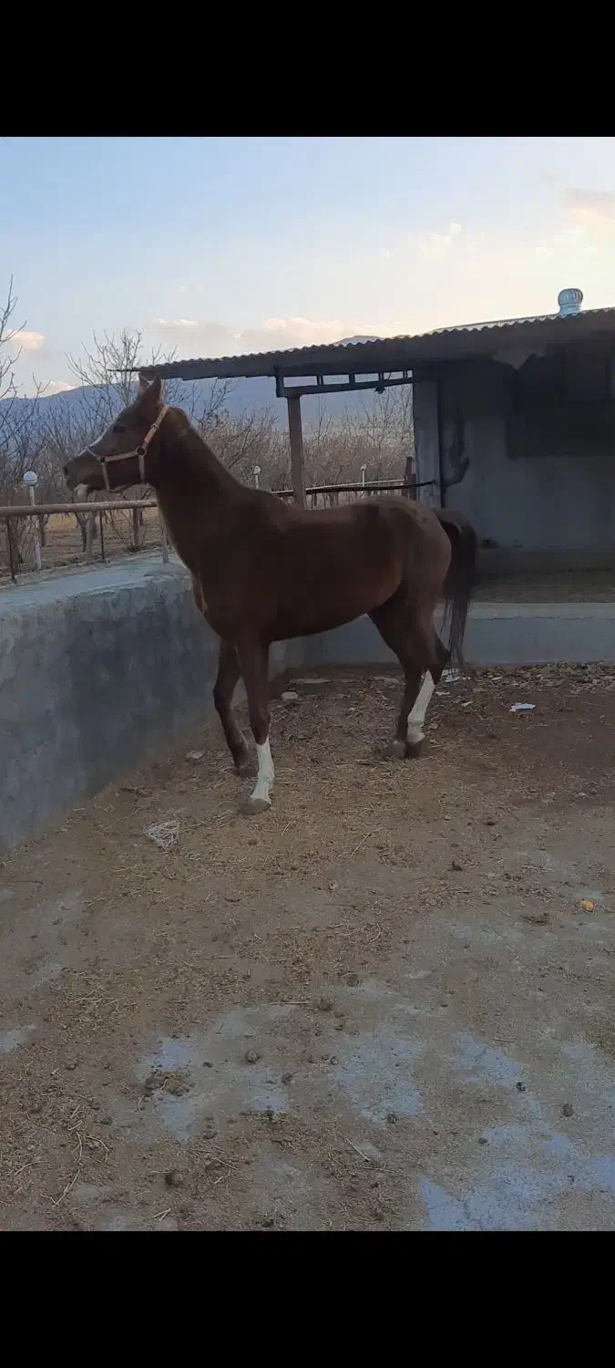 اسب|اسب و تجهیزات اسب‌سواری|سجاس رود, |دیوار