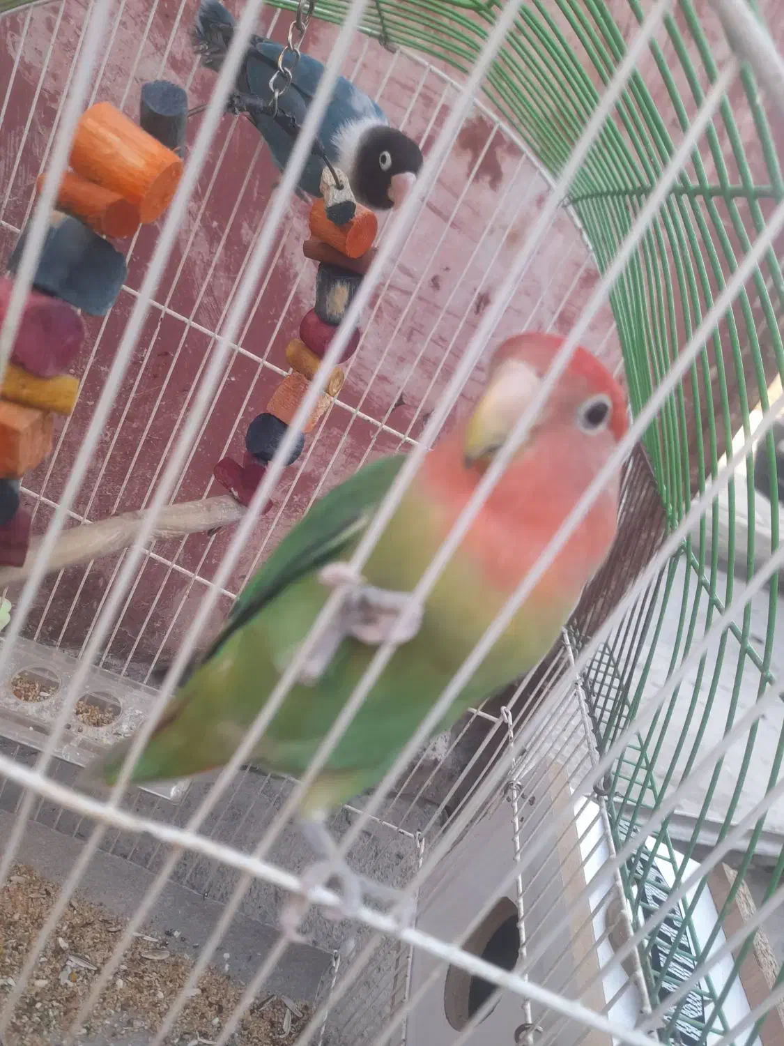 طوطی برزیلی|پرنده|اردبیل, |دیوار