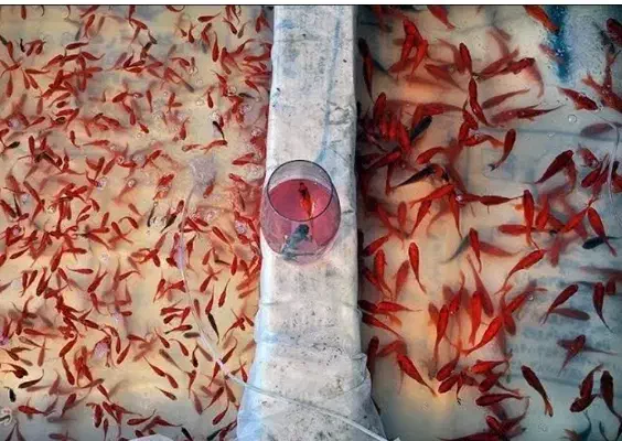 ماهی قرمز|ماهی|یزد, |دیوار