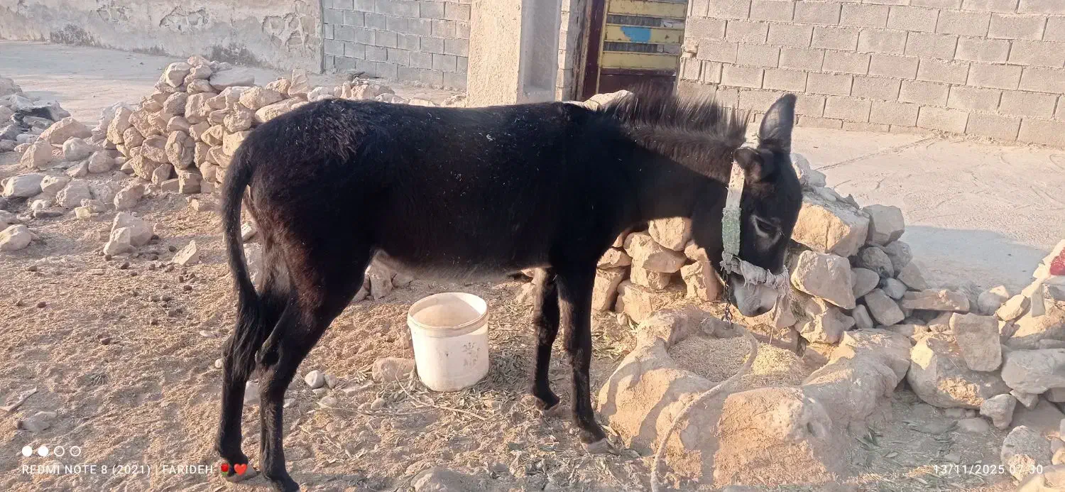 الاغ ماده|حیوانات مزرعه|ایذه, |دیوار