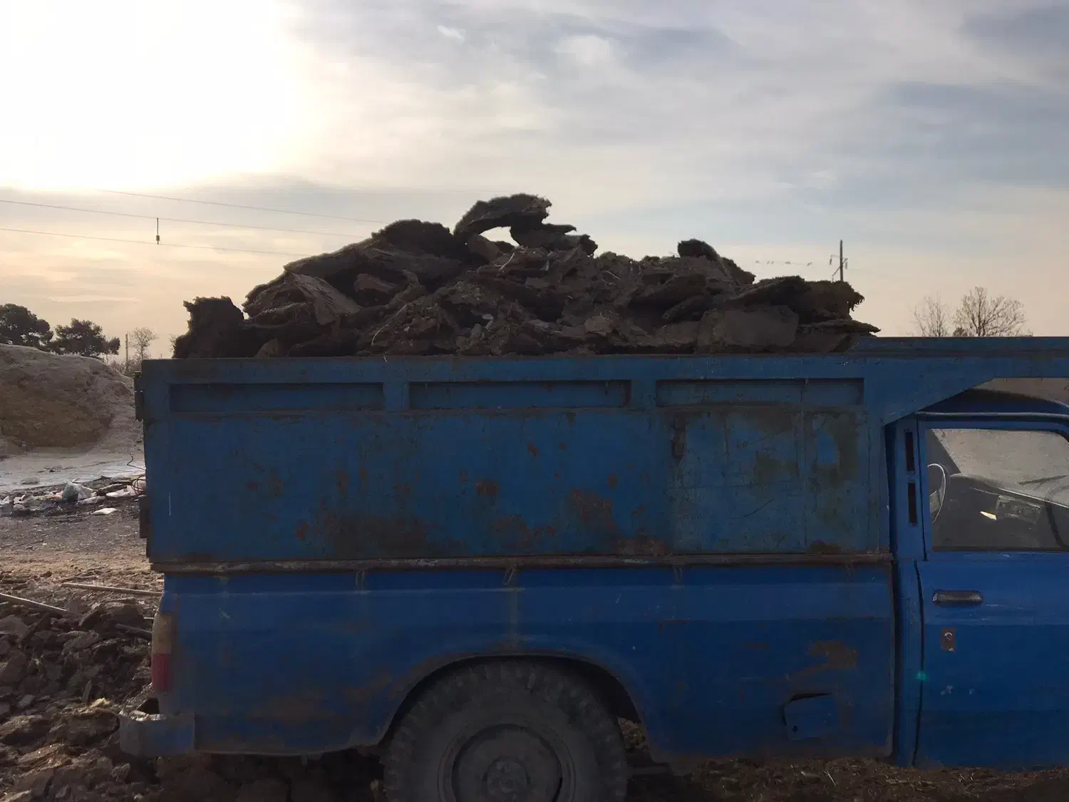 کودگوسفندی|گل و گیاه طبیعی|هشتگرد, شهرک سهیلیه|دیوار