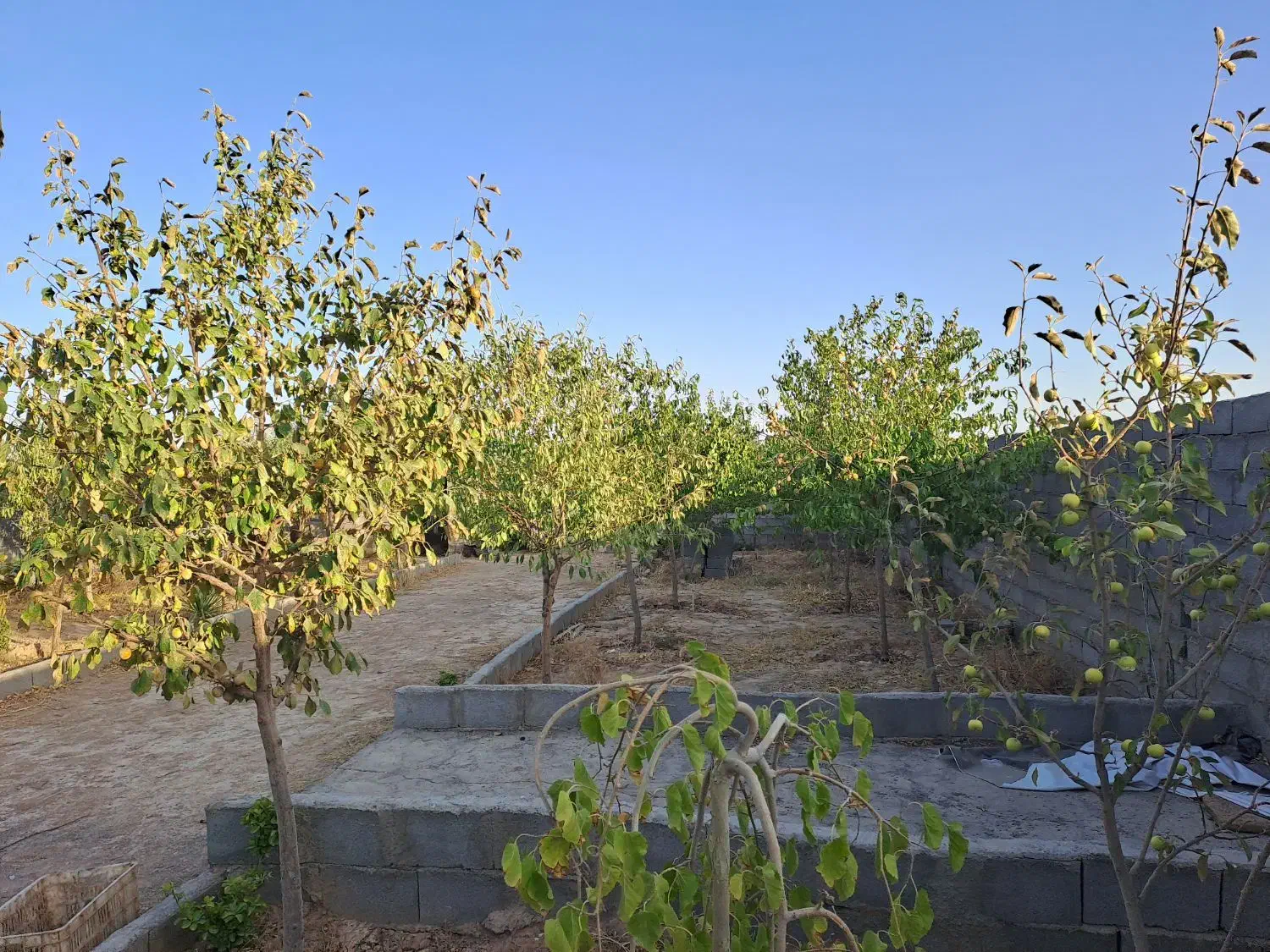 باغ با درختان بزرگ|فروش زمین و ملک کلنگی|مشهد, درزآب|دیوار