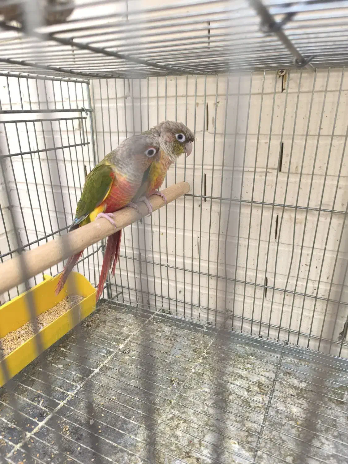 دو جفت طوطی گیرینچیک|پرنده|شاهین‌شهر, فدک|دیوار