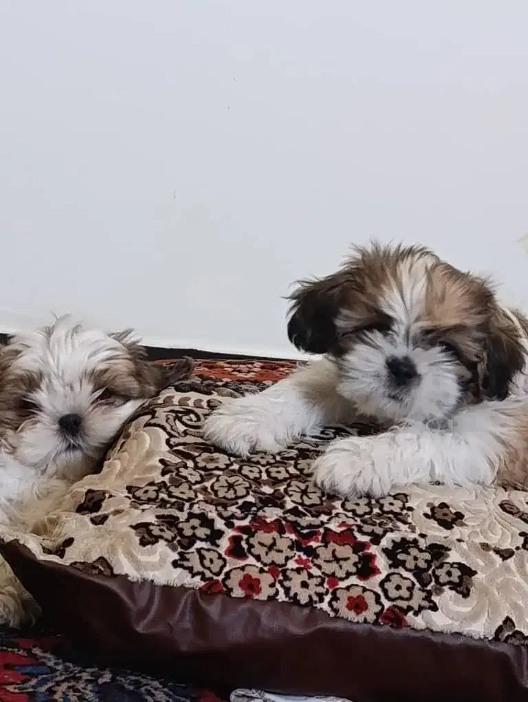 واگذاری سگ|سگ|یاسوج, |دیوار