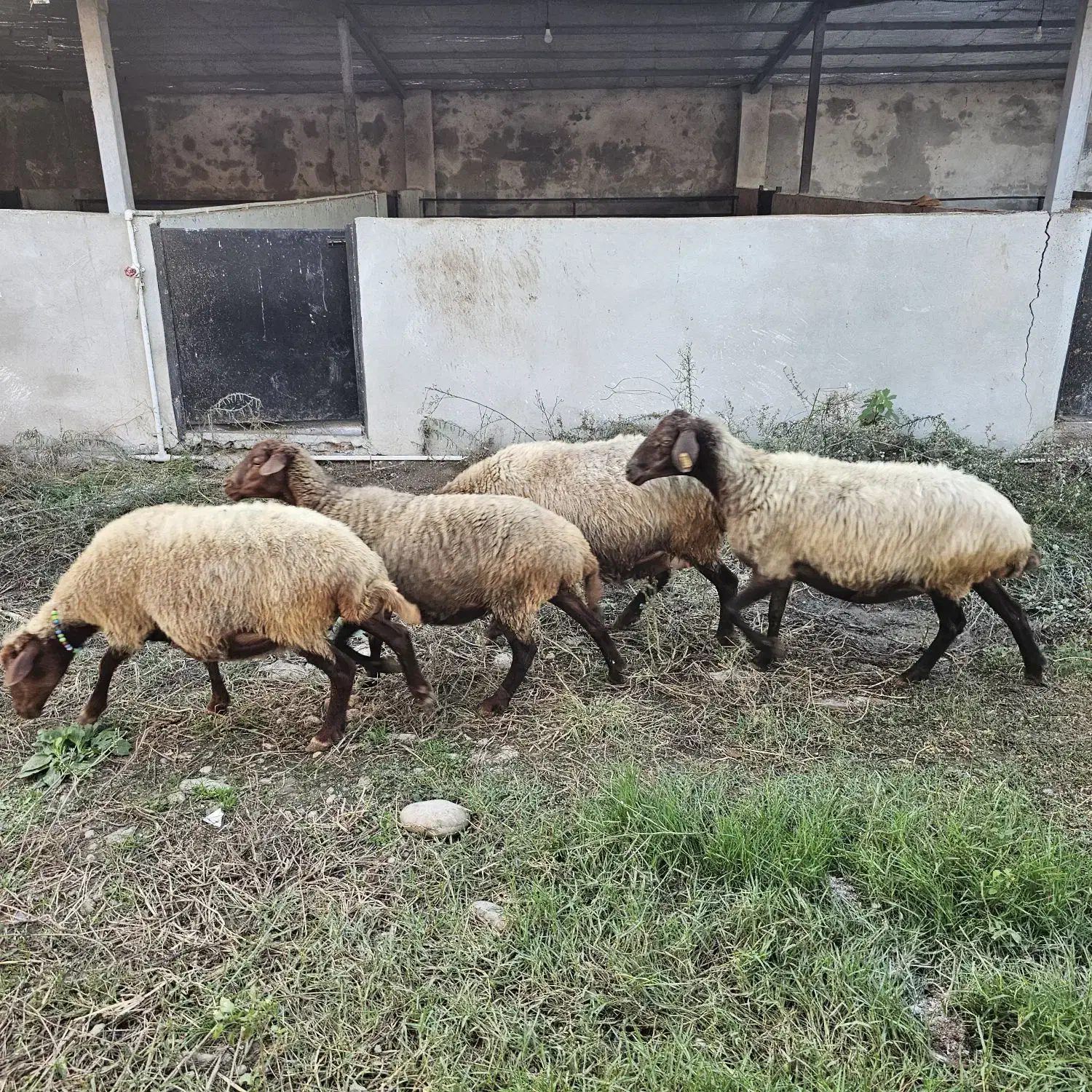 فروش گوسفند،بره،میش(نمایشگاه دام استان مازندران)|حیوانات مزرعه|ساری, |دیوار