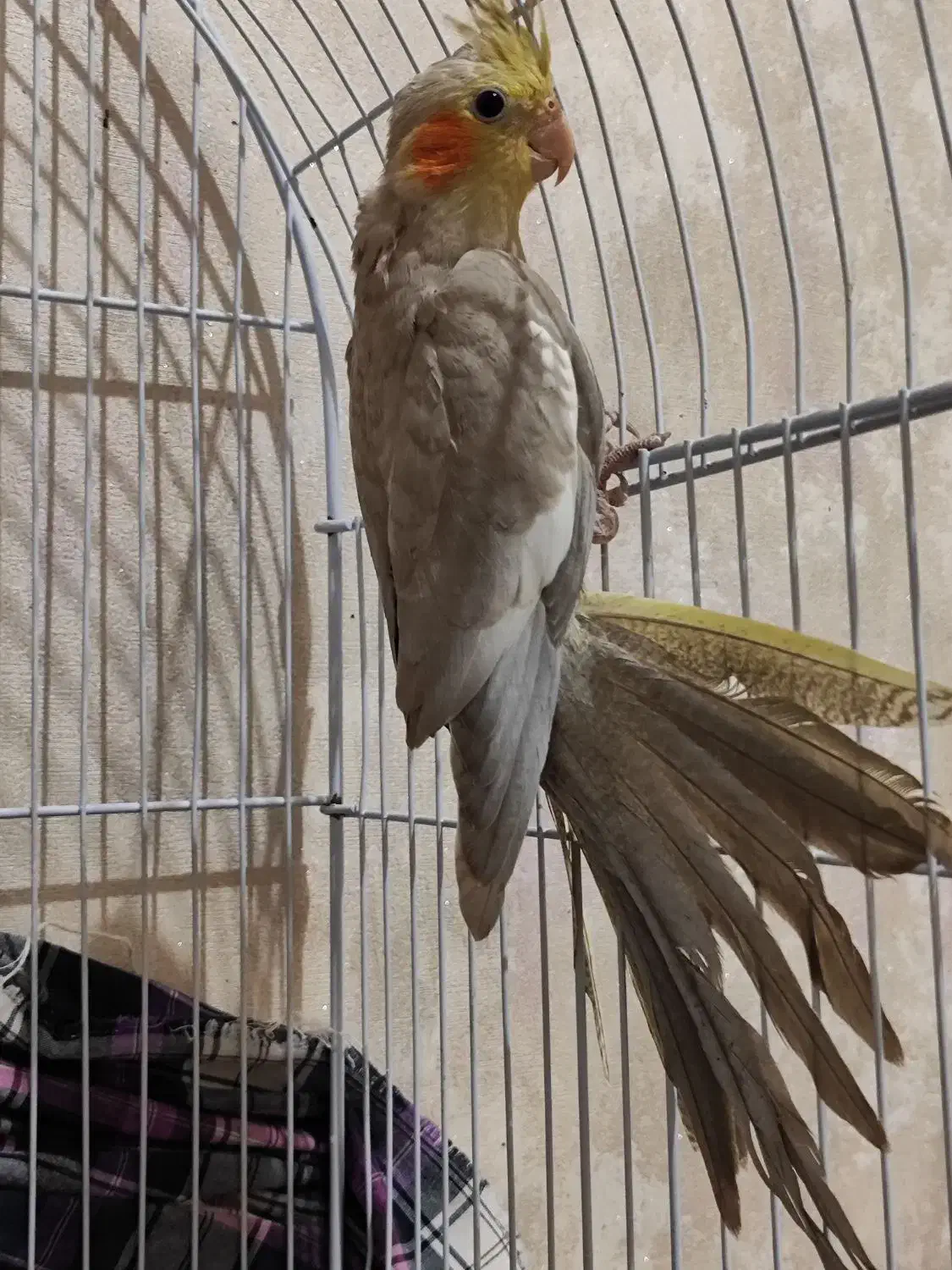 عروس هلندی|پرنده|قرچک, شهرک طلائیه|دیوار