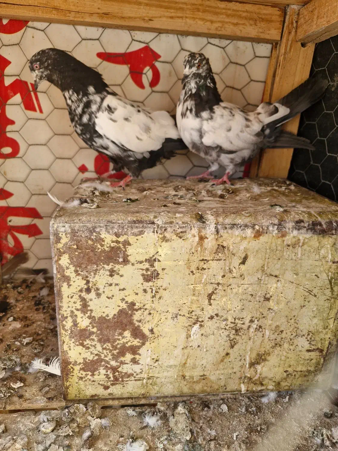کبوتر سینه ای . کله دم سیاه .کله ماستی . طوقی|پرنده|فلاورجان, |دیوار
