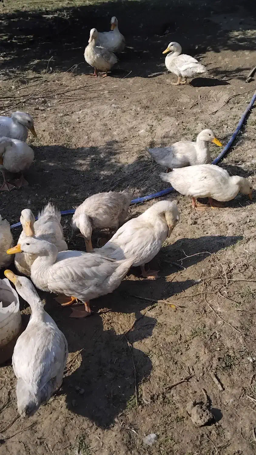 فروش اردک محلی|حیوانات مزرعه|قائم‌شهر, |دیوار