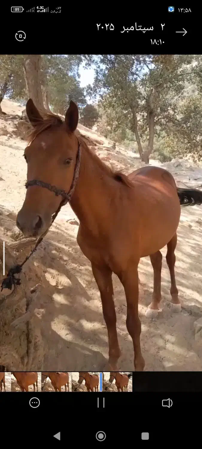 اسب نریان|اسب و تجهیزات اسبسواری|خمین, |دیوار