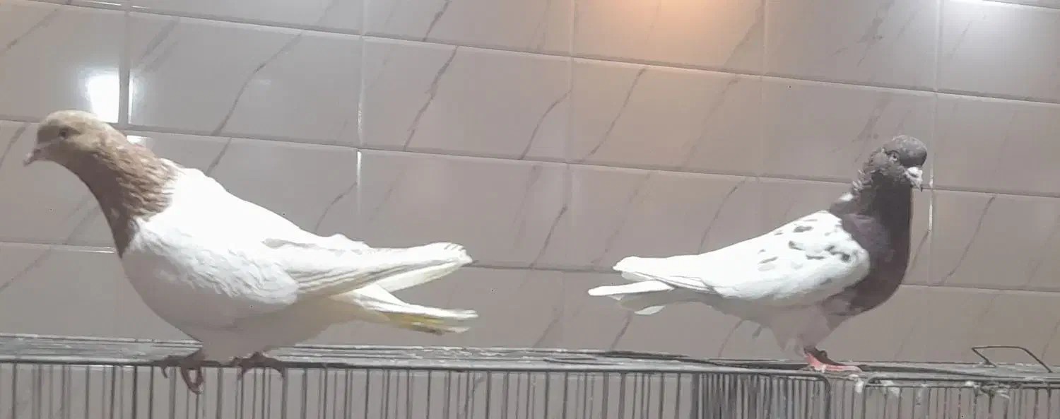 کفتر|پرنده|آذرشهر, |دیوار