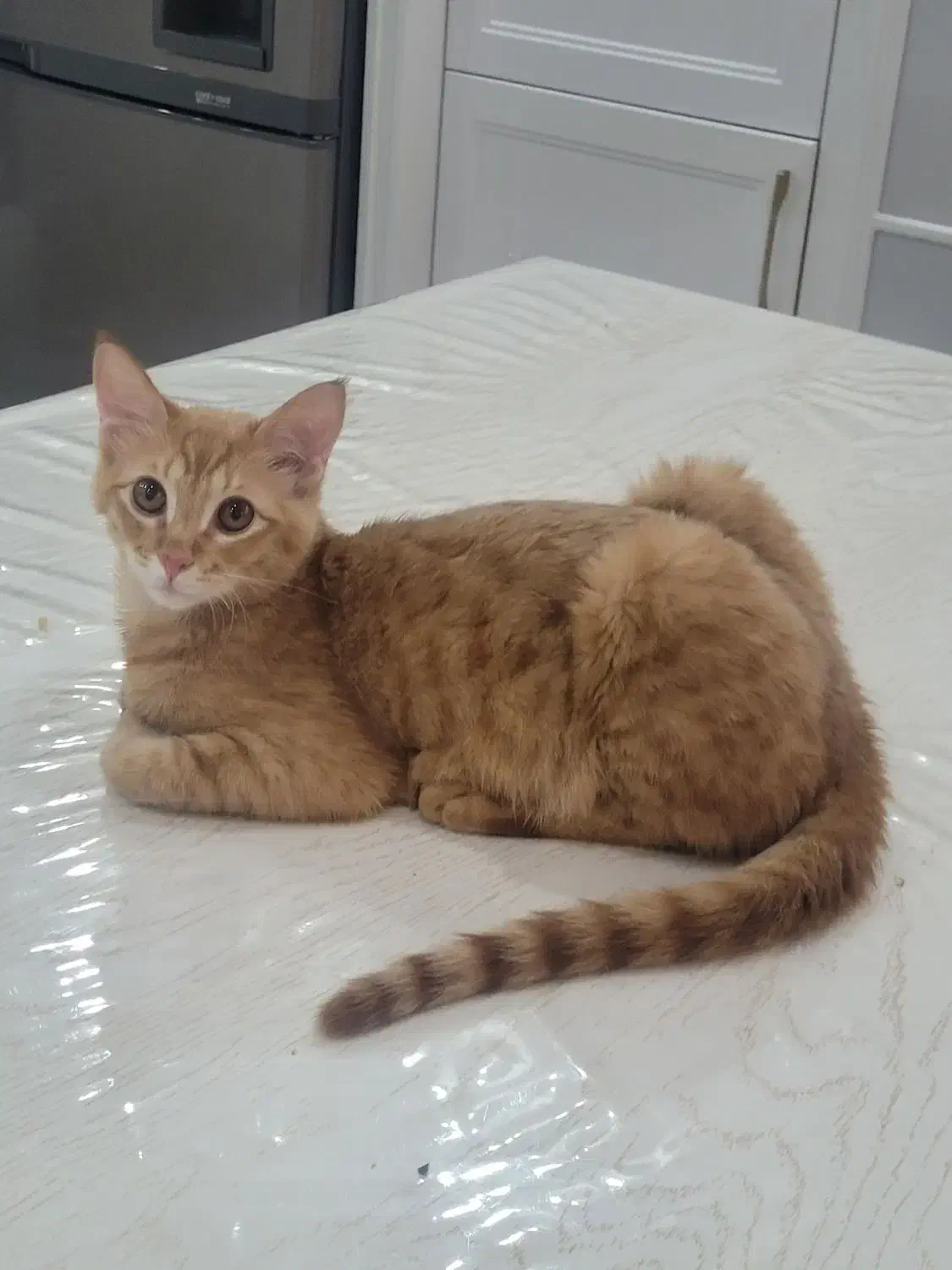 بچه گربه|گربه|کرمانشاه, |دیوار