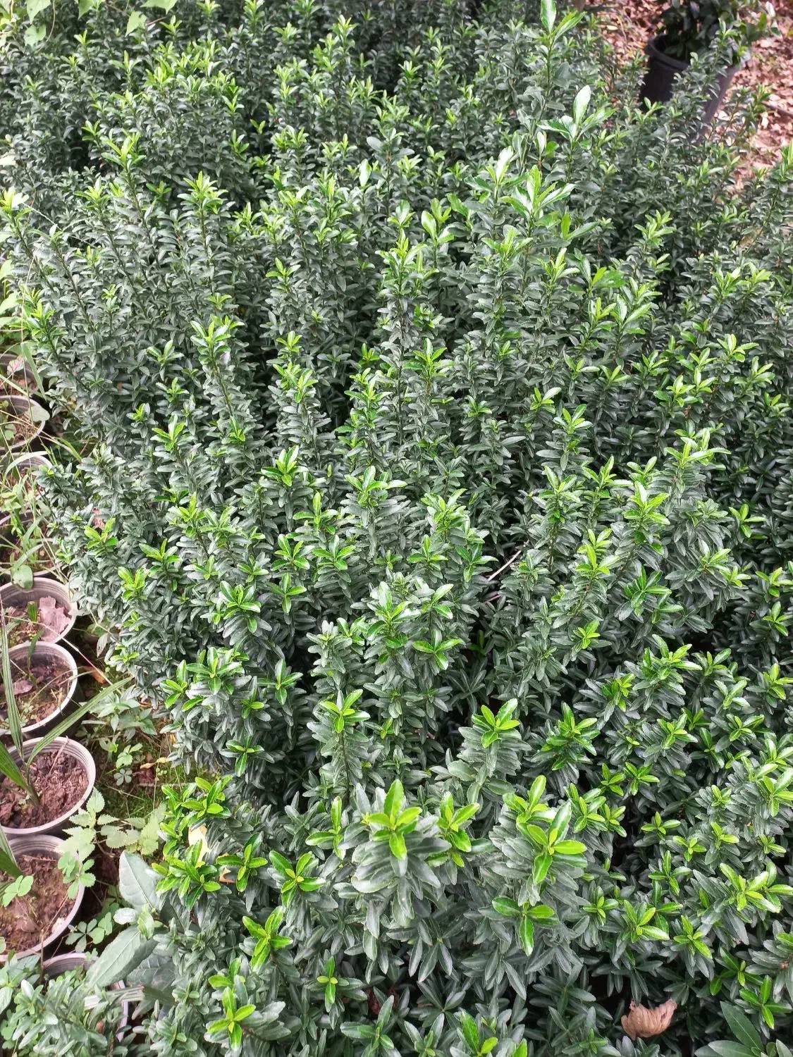 شمشاد نعنایی سبز سطل ۱۰ قیچی خورده|خدمات باغبانی و درختکاری|چابکسر, |دیوار