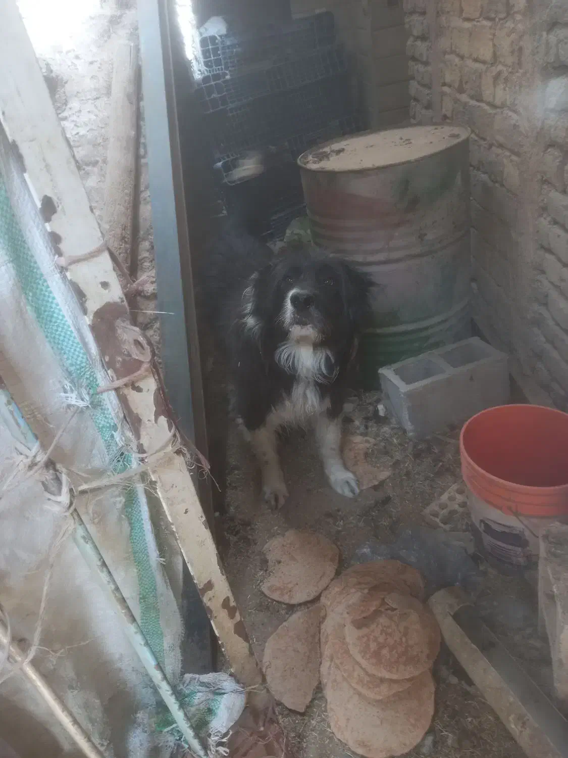 سگ نر ریشی درشت|سگ|خمینیشهر, |دیوار