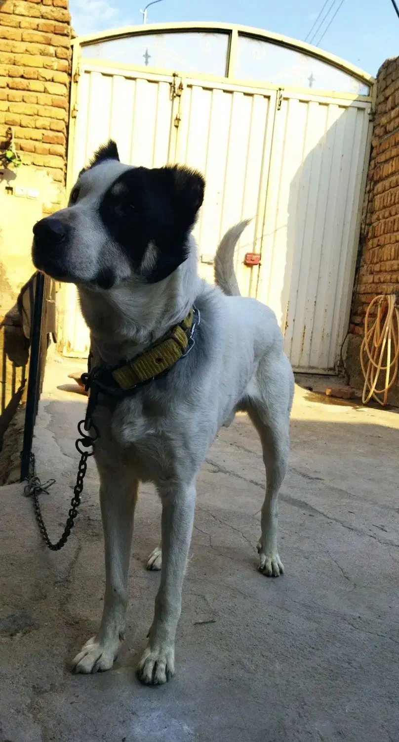 سگ نگهبان|سگ|خسروشاه, |دیوار